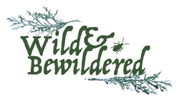 Wild & Bewildered